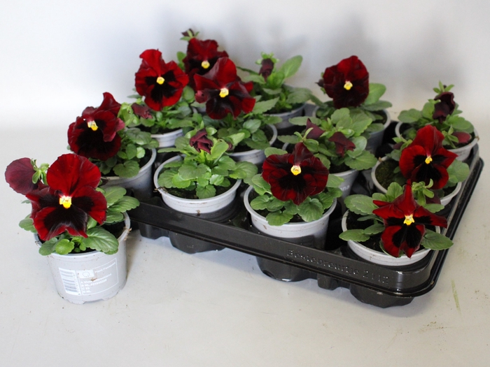 <h4>Viola wittrockiana F1 Red with blotch</h4>