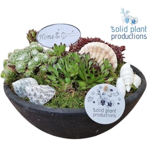 Arrangementen Sempervivum 6%