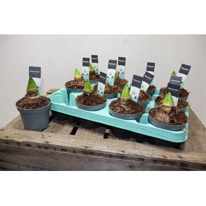 Hippeas 2 Steel Wit Decorum