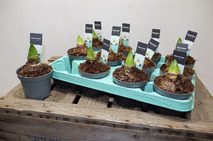 <h4>arr8 Hippeas 2 Steel Wit Decorum</h4>