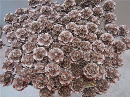 <h4>Scabiosa Champagne (gedroogd)</h4>