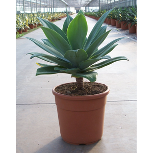 Agave overig