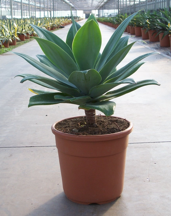 <h4>Agave overig</h4>