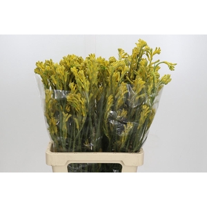 Anigozanthos Bush Gold