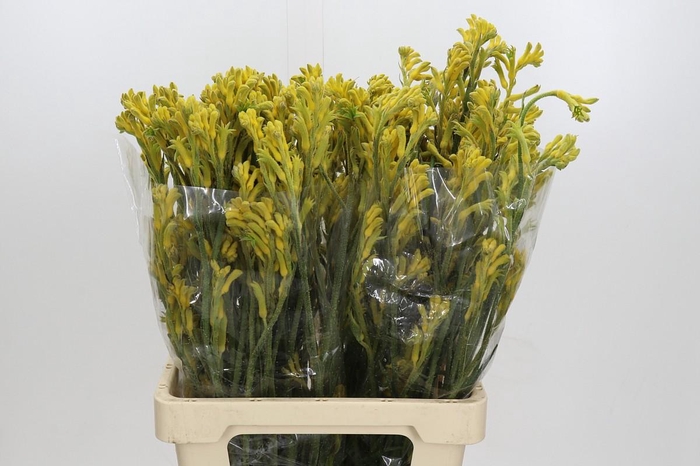 <h4>Anigozanthos Bush Gold</h4>