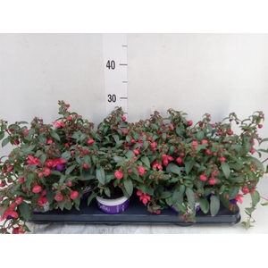 Fuchsia  'Bella Fuchsia Olivia'