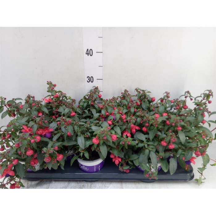 <h4>Fuchsia  'Bella Fuchsia Olivia'</h4>