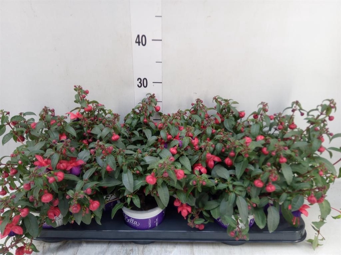 Fuchsia  'Bella Fuchsia Olivia'