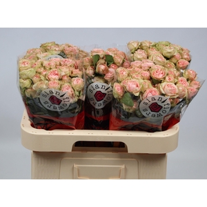 R TR ROMANT IRISCHKA