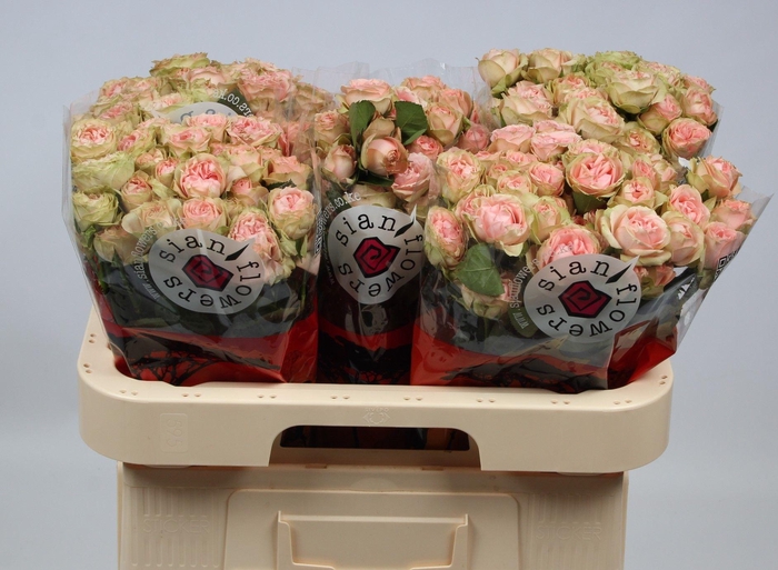 <h4>R TR ROMANT IRISCHKA</h4>