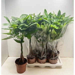 PACHIRA AQUATICA