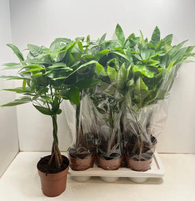 <h4>PACHIRA AQUATICA</h4>