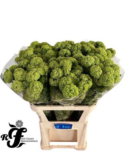 <h4>VIBURNUM ROSEUM ST</h4>