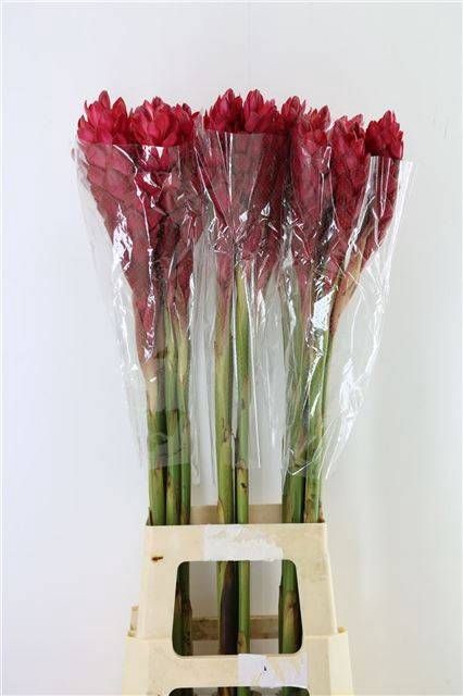 <h4>ALPINIA PURPURATA</h4>