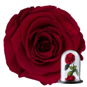 Preserved Rosa Dome Sofia Red 01