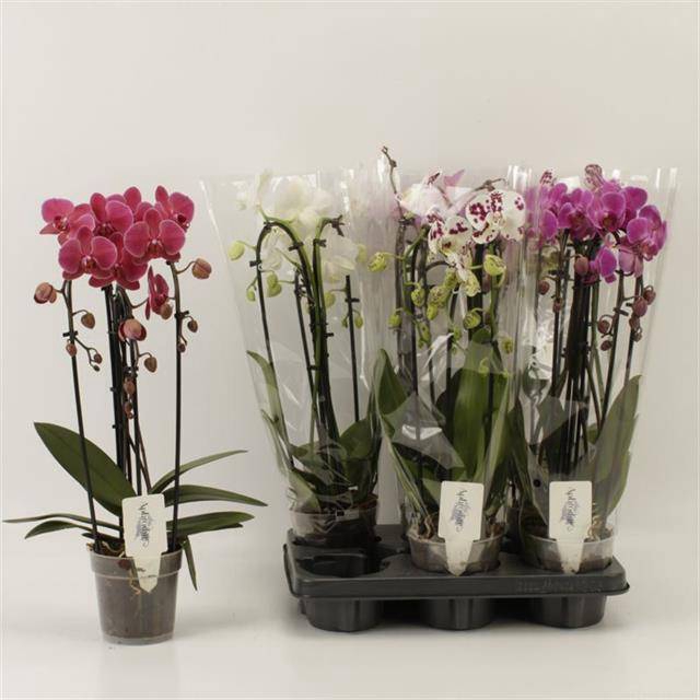 <h4>PHAL EL CASCADE</h4>