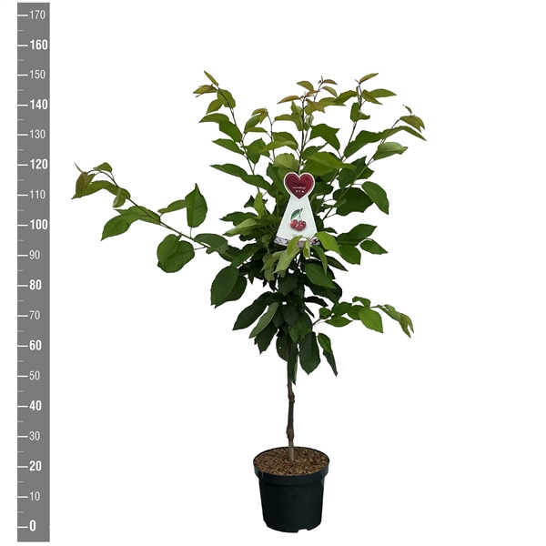 <h4>Prunus a. Hedelfinger Riesenk. struik</h4>