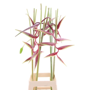 Hel Sexy Scarlet (mg)