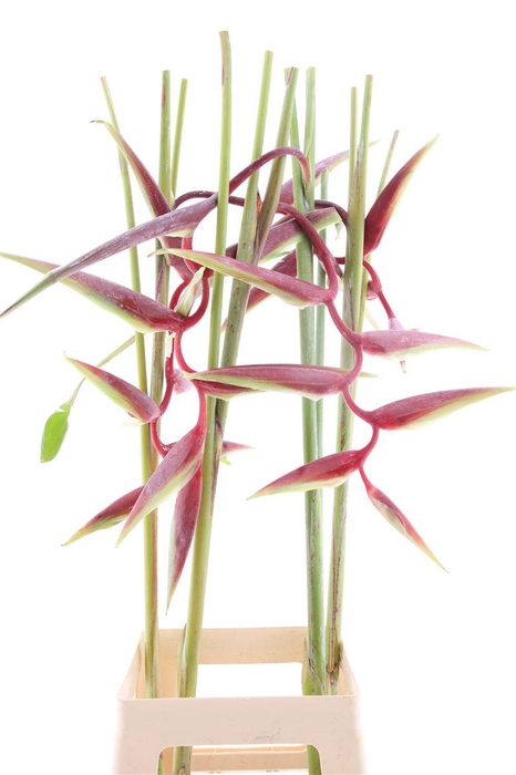 <h4>Hel Sexy Scarlet (mg)</h4>