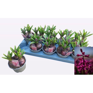 !! PROMO !! HYACIN RED P12