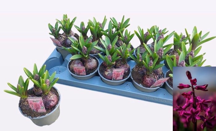 <h4>!! PROMO !! HYACIN RED P12</h4>