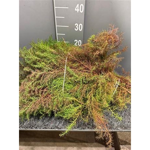 Cryptomeria Jap Elegans 3kg