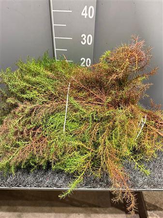 <h4>Cryptomeria Jap Elegans 3kg</h4>