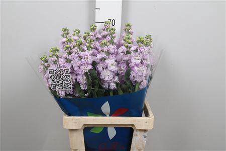 <h4>Matth Iron Marine</h4>