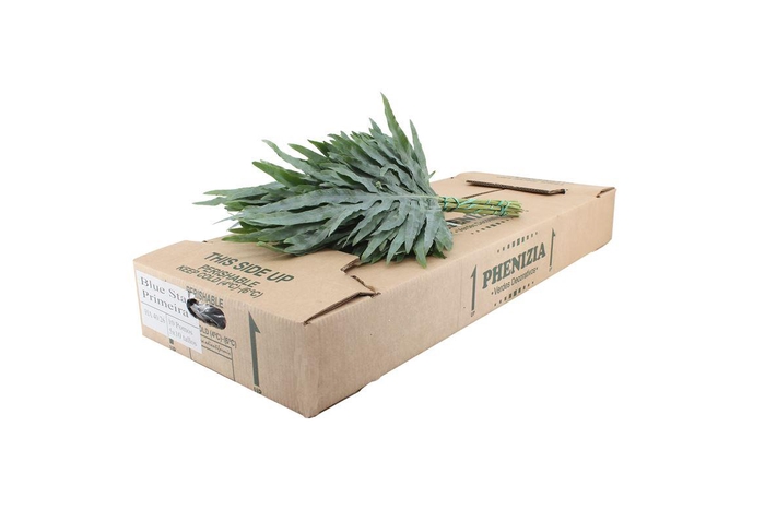<h4>Phlebodium Blue Star Primera ( Pt )</h4>