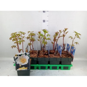 Paeonia lact. 'Krinkled White'