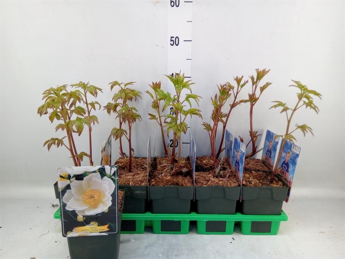 <h4>Paeonia lact. 'Krinkled White'</h4>