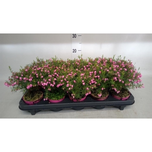 Boronia heterophylla