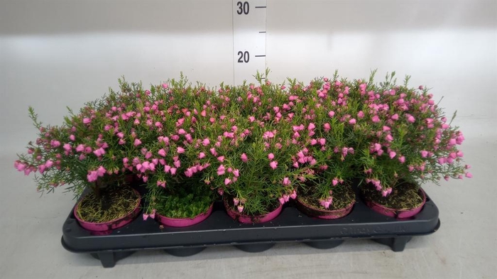 <h4>Boronia heterophylla</h4>