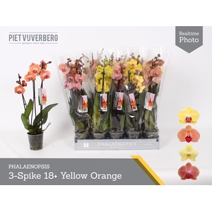PHAL OV ORANJE