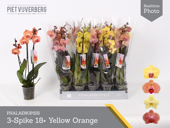 <h4>PHAL OV ORANJE</h4>