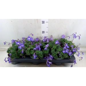 Streptocarpus saxorum