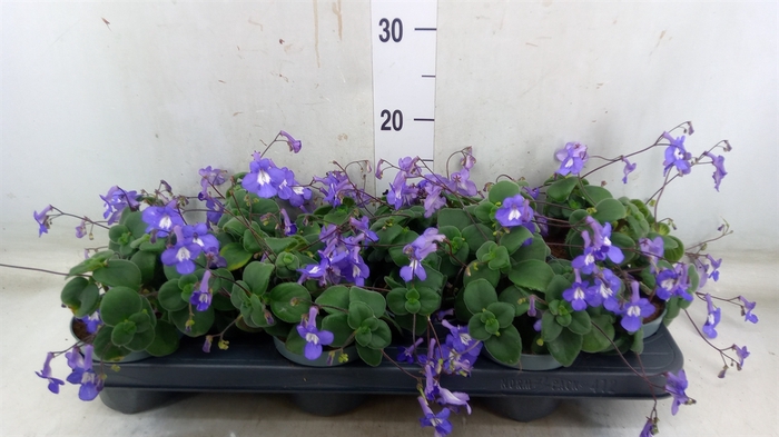 <h4>Streptocarpus saxorum</h4>