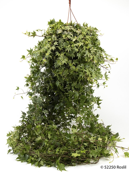 <h4>HEDERA HELIX P19 100-120 CM BONT HP</h4>