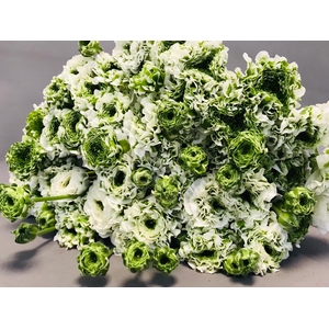 Ranunculus Pon Pon Igloo