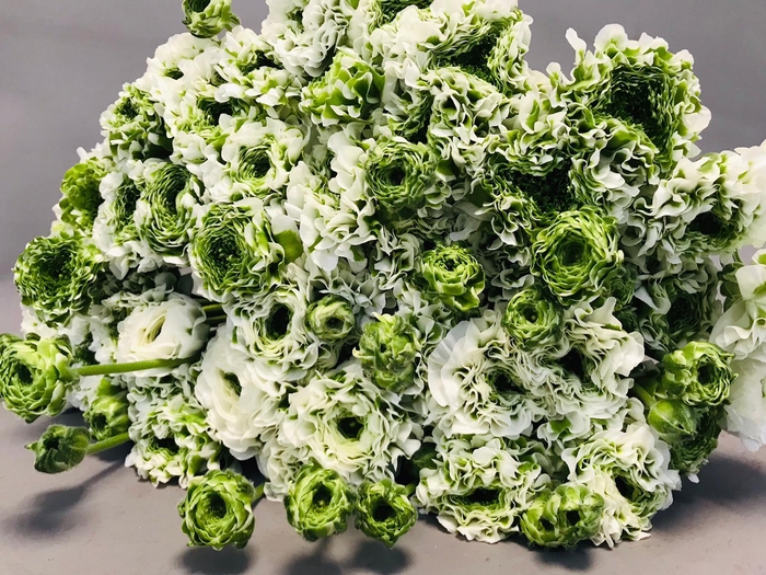 <h4>Ranunculus Pon Pon Igloo</h4>