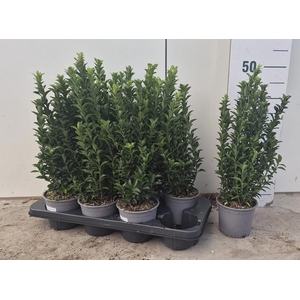 EUONYMUS JA GR SPIRE