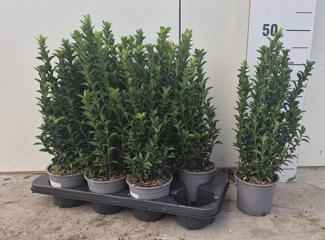 <h4>EUONYMUS JA GR SPIRE</h4>