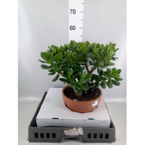Crassula ovata