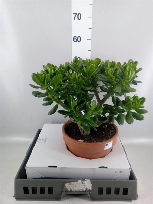 <h4>Crassula ovata</h4>