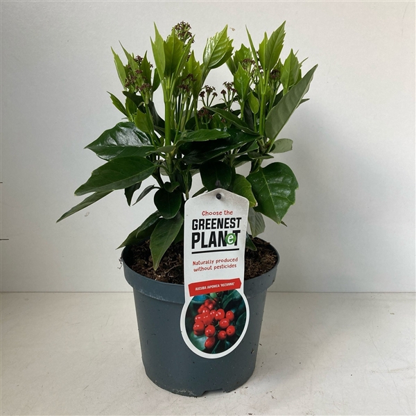 <h4>Aucuba japonica 'Rozannie'</h4>