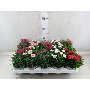 Dianthus   ...mix