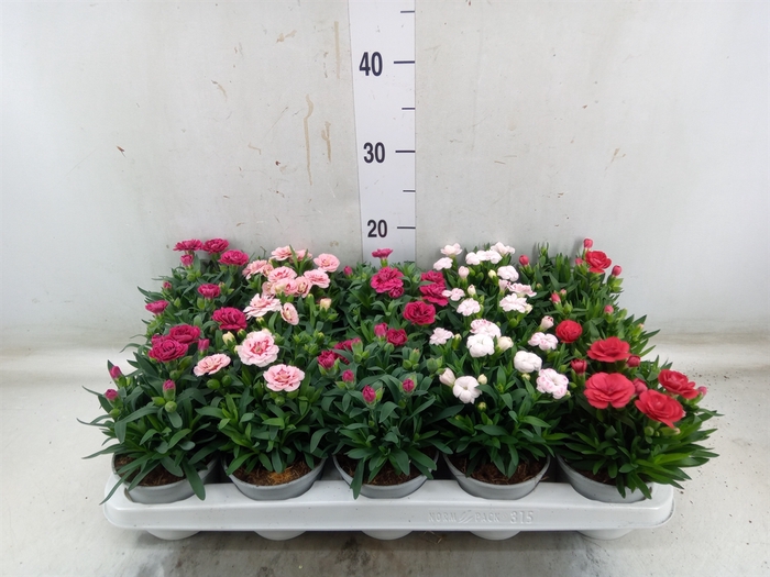 <h4>Dianthus   ...mix</h4>