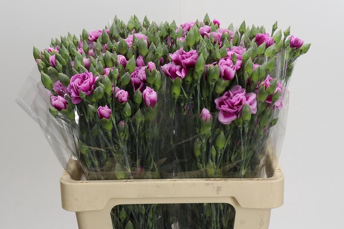 <h4>Dianthus Sp Celtic</h4>