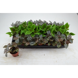 PILEA GEM