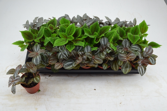 <h4>PILEA GEM</h4>
